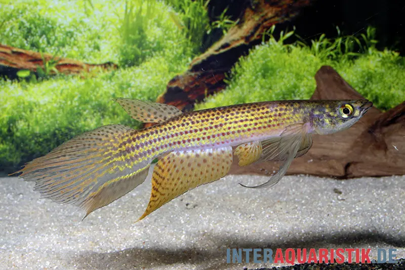 Killie hellneri, Moema hellneri
