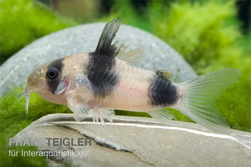 Corydoras de Weitzman, Corydoras weitzmani