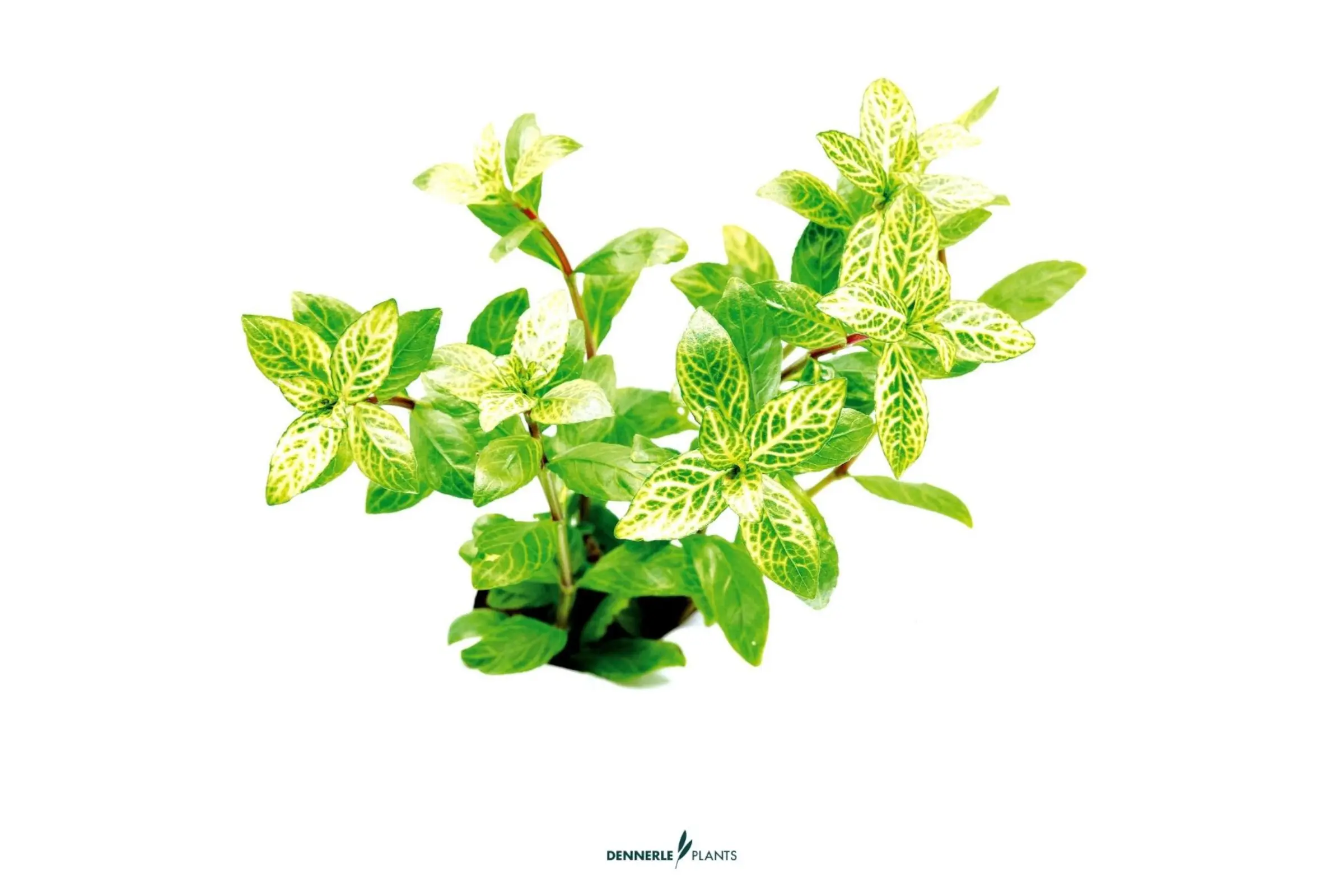 hygrophile Sunset, Hygrophila polysperma "Sunset", en pot
