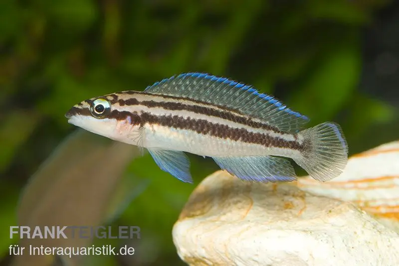 Cichlidé élancé de Dickfeld, Julidochromis dickfeldi