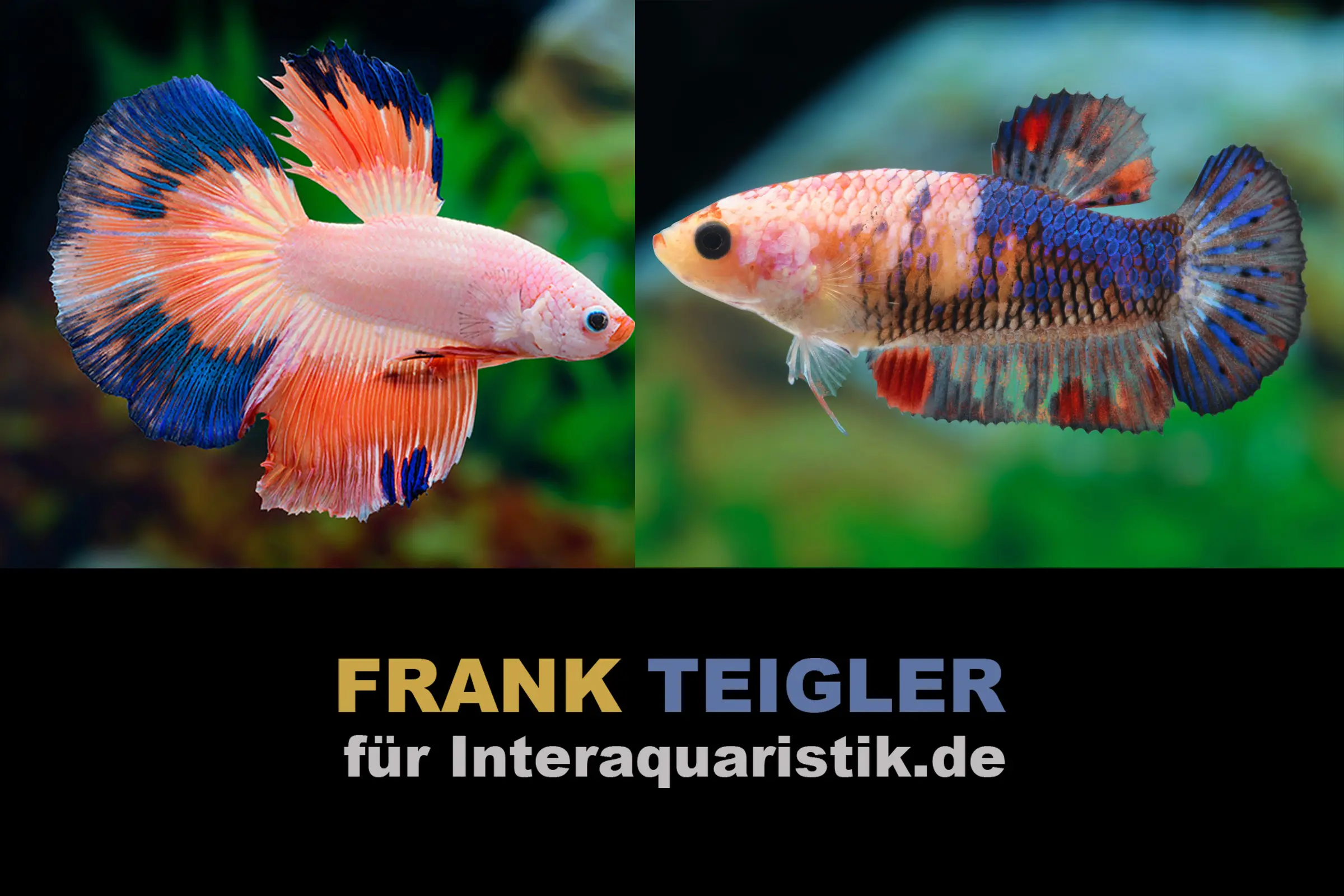 Couple : Combattant Halfmoon Multicolor, Betta splendens