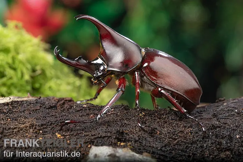 Scarabée rhinocéros brun, Xylotrupes gideon