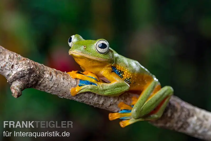 Grenouille volante de Wallace, Rhacophorus nigropalmatus