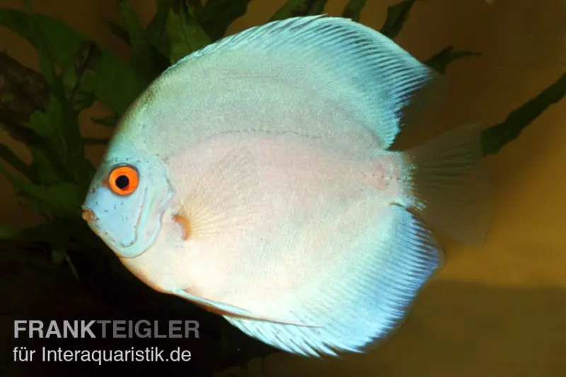 Discus élevage asiatique, Symphysodon discus Blue Diamond