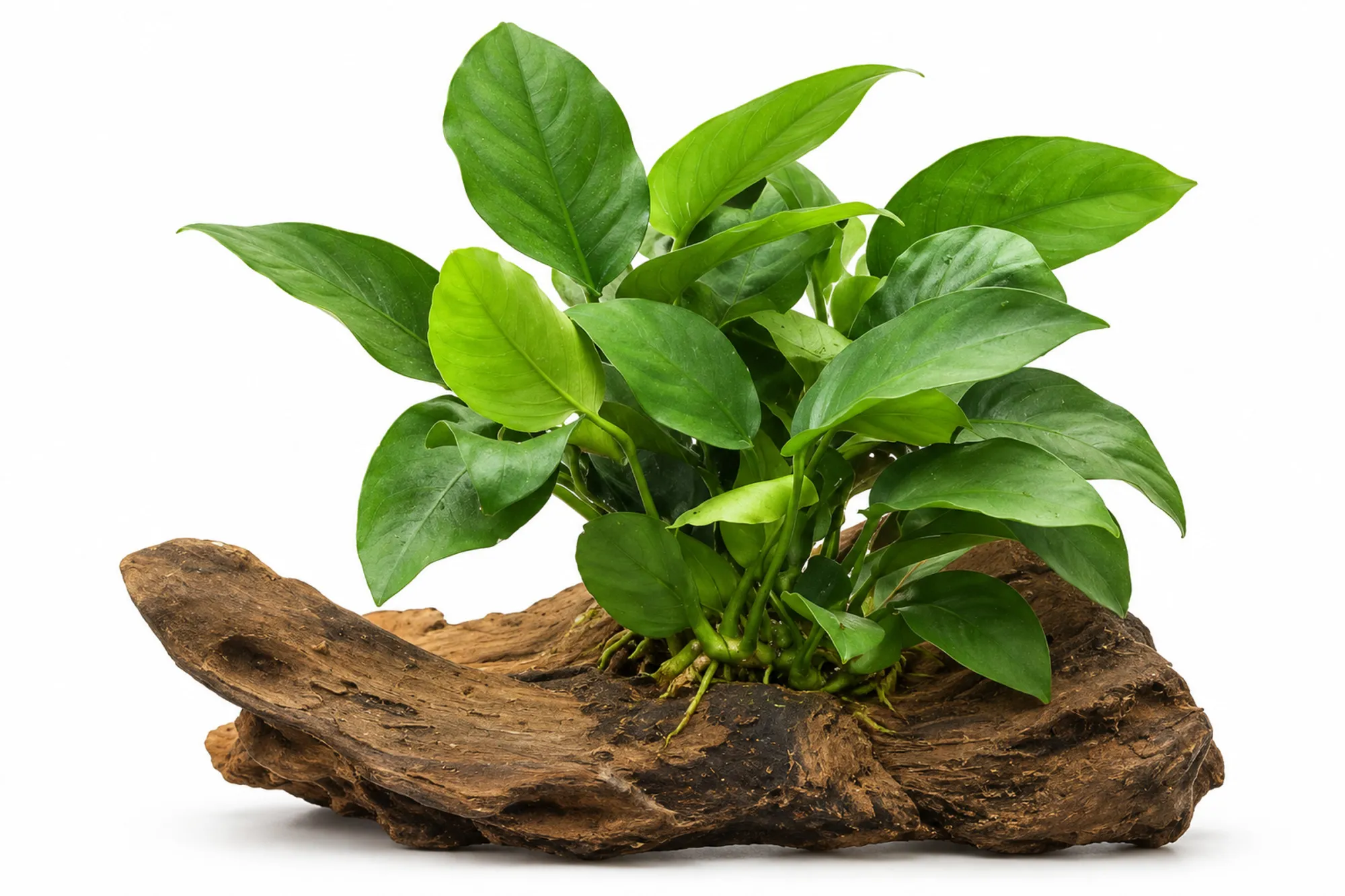 Anubias nain, Anubias nana, sur racine en bois, env. 12-18 cm