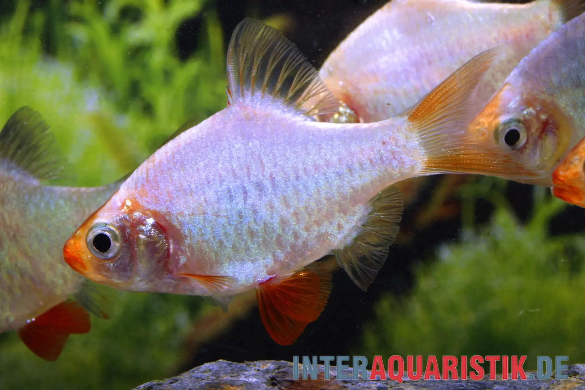 Barbus de Sumatra platine, Barbus tetrazona