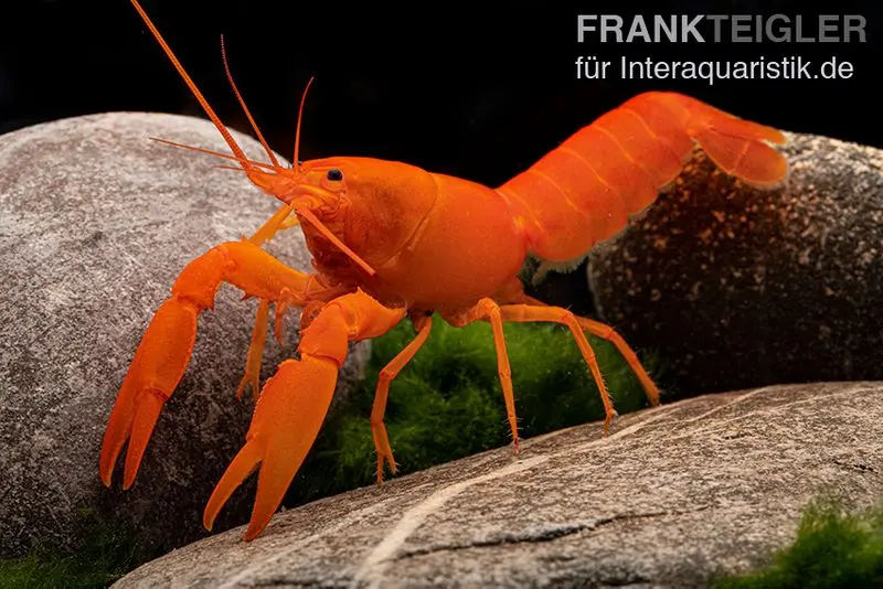 Écrevisse abricot super orange, Cherax cf. holthuisi