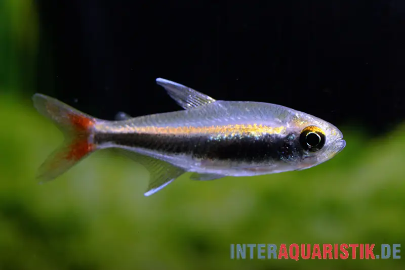 Tétra de Loreto, Hyphessobrycon loretoensis