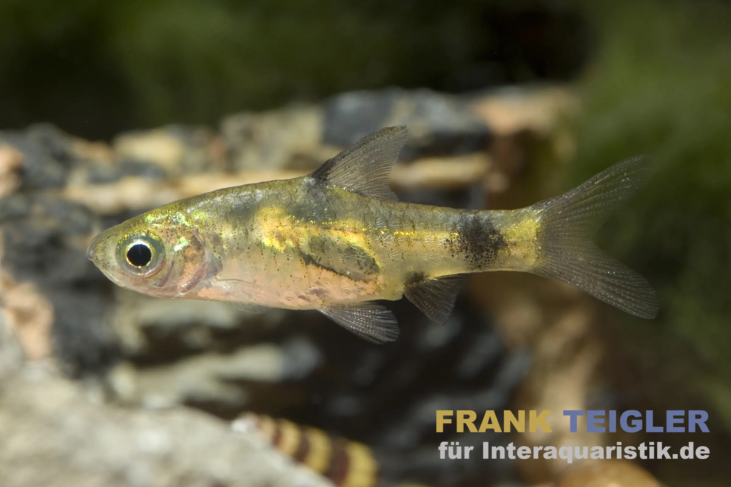 Barbus tacheté indien, Pethia gelius/Barbus gelius (mini-poisson)
