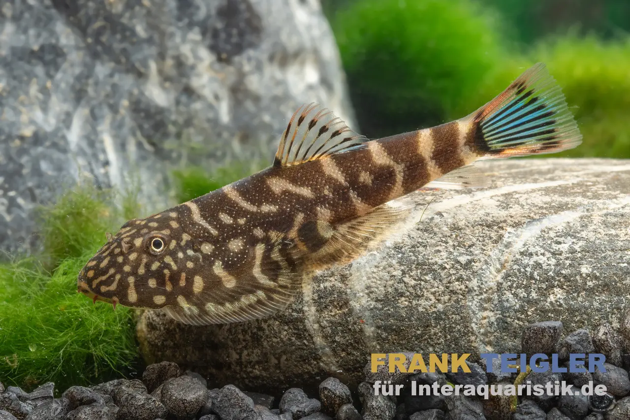 Loche de ruisseau « Blue Tail », Gastromyzon spec. blue tail