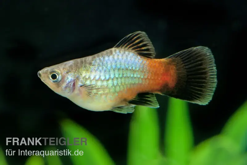 Platy arc-en-ciel, Xiphophorus maculatus