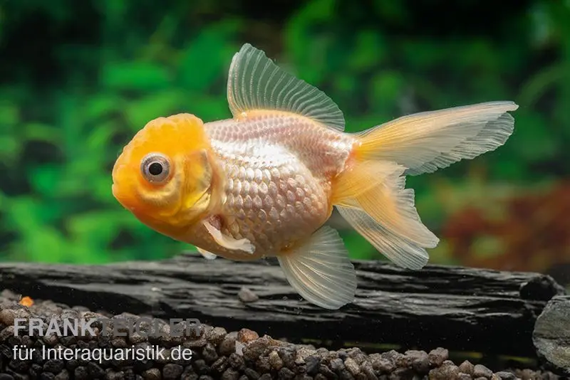 Oranda à tête jaune, Carassius auratus (eau froide)