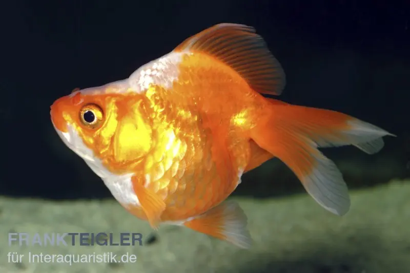 Poisson rouge Ryukin rouge-blanc, Carassius auratus (eau froide)