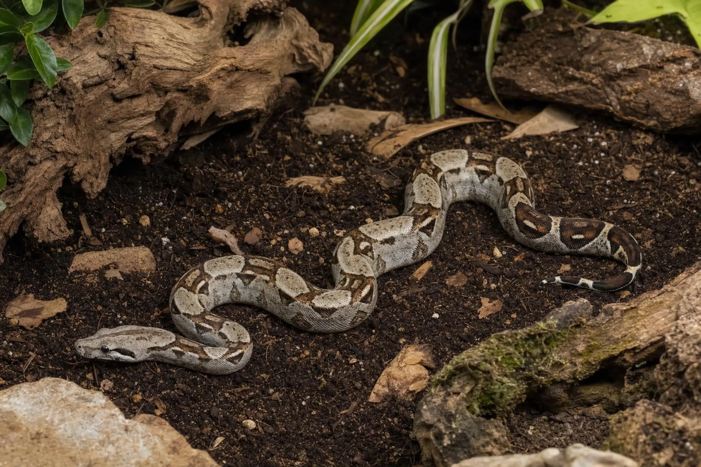 Boa impérator, Boa c. imperator