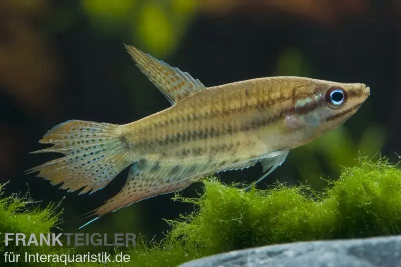 Gourami grogneur, Trichopsis vittata