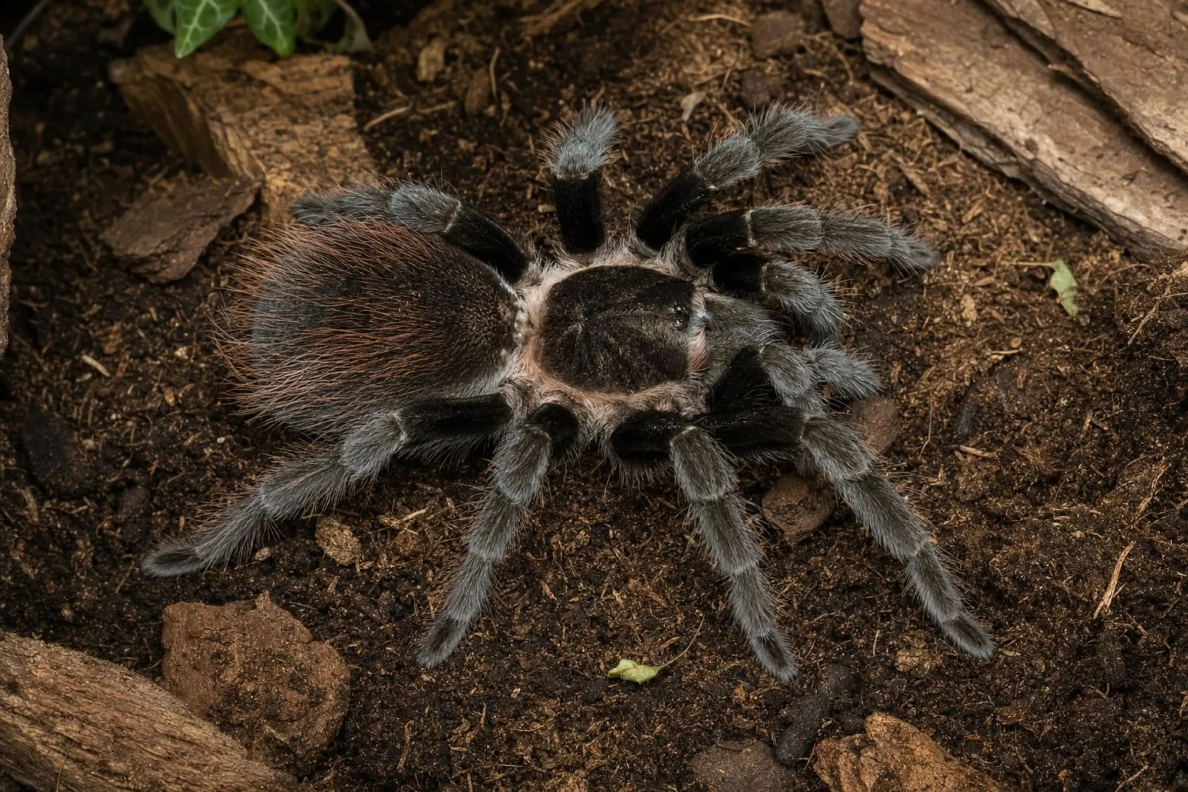 Mygale de Veracruz, Tliltocatl kahlenbergi