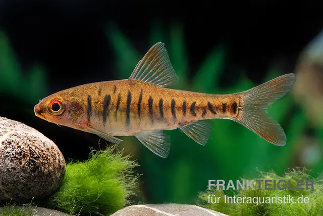 Barbe d’Angola, Enteromius fasciolatus, 2 cm NZ