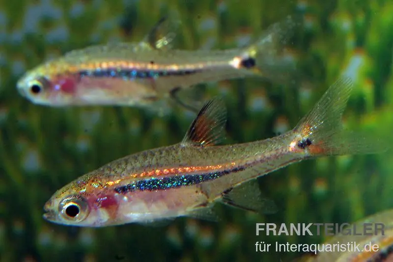 Rasbora nain à bande longitudinale, Boraras urophthalmoides