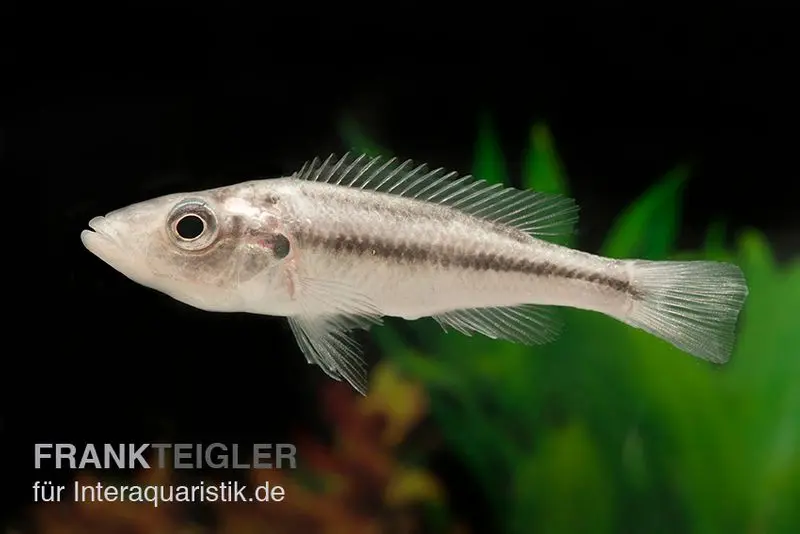 Cichlidé truite du Victoria, Haplochromis thereutheurion, élevage allemand