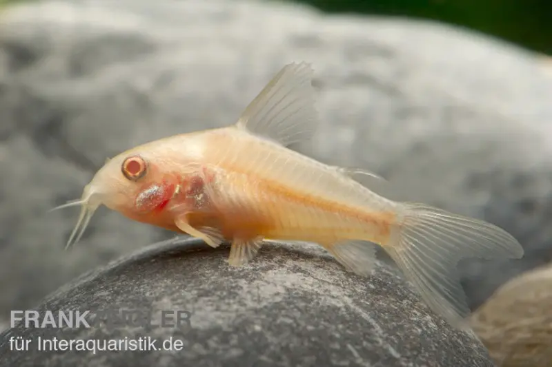 Corydoras bronze albinos, Corydoras aeneus albino, DNZ (élevage allemand)