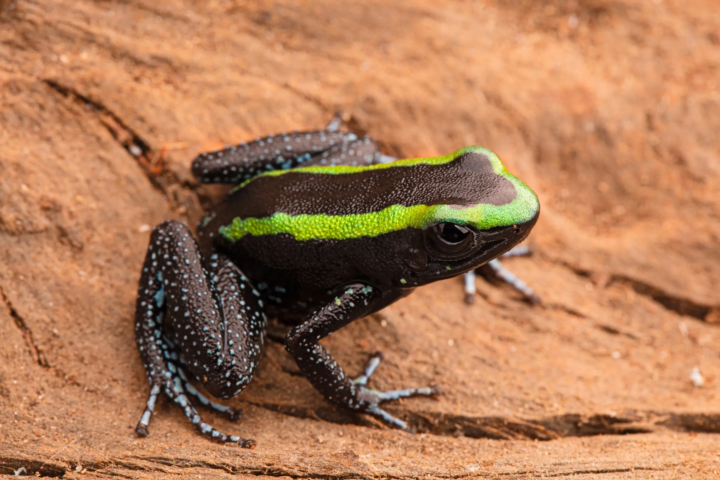 Dendrobate vert, Phyllobates aurotaenia