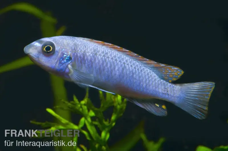 Cichlidé à bouche râpeuse, Labeotropheus trewavasae « Blue »