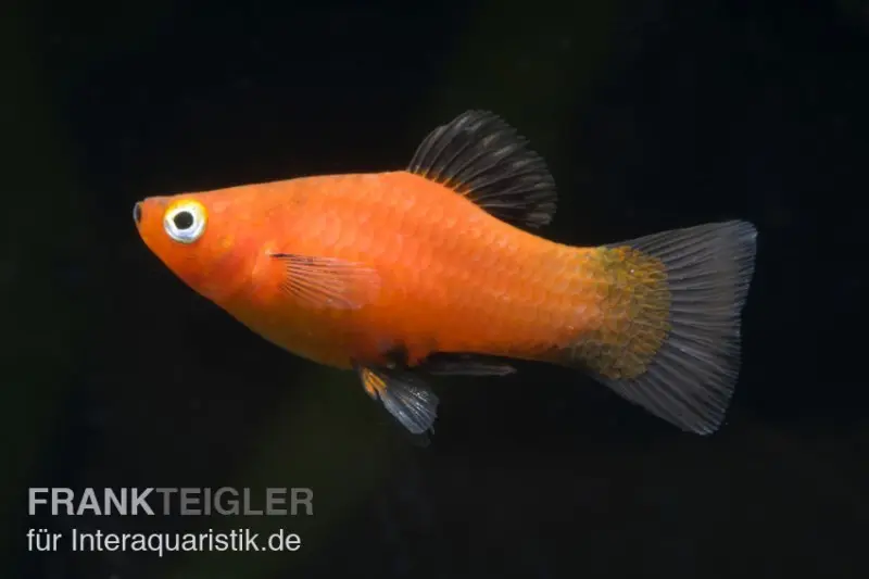 Platy Wagtail rouge, Xiphophorus maculatus