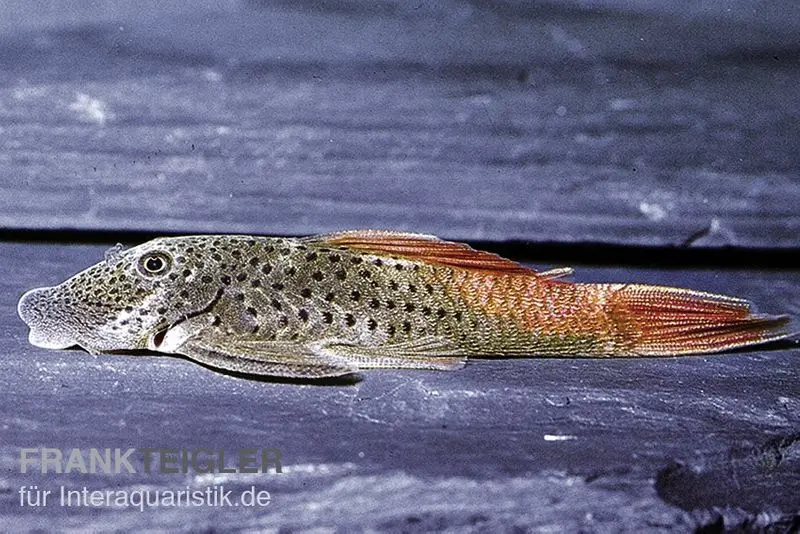 Loricariidé de montagne à nageoires rouges, L276, Chaetsotoma lineopunctatum