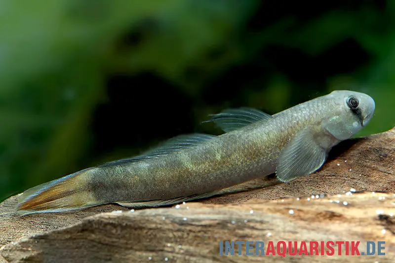 Gobie bleu mangeur d’algues, Sicyopterus lagocephalus