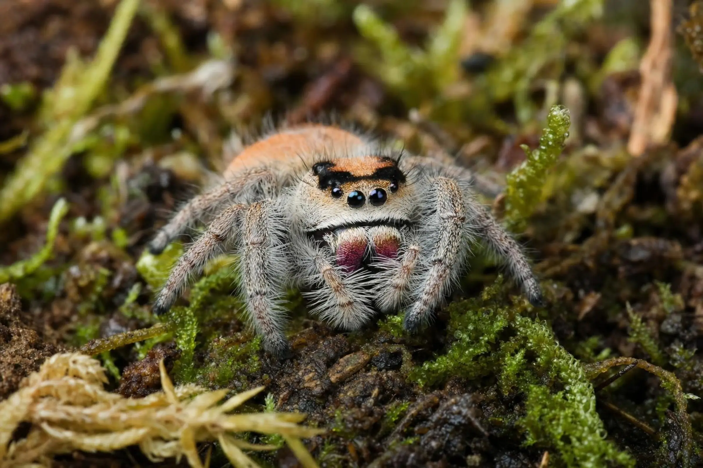 Araignée sauteuse royale Peach, Phidippus regius