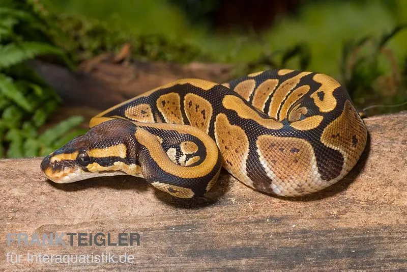 Python royal, Python regius