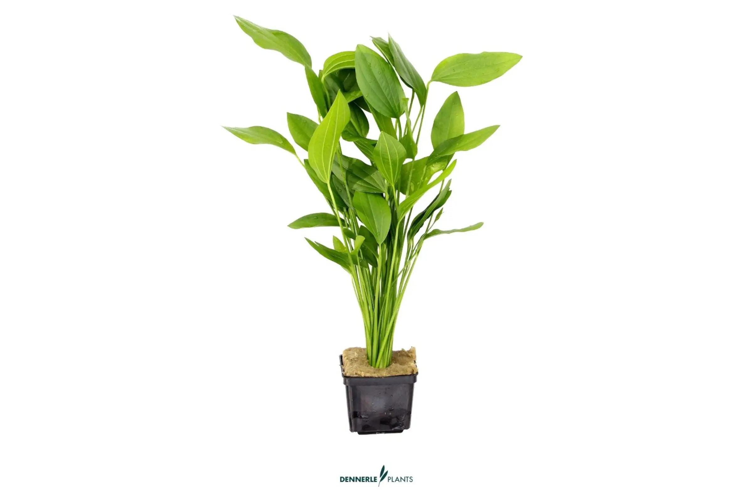 Faux-flûte d’Argentine, Echinodorus argentinensis, pot XXL, plante mère