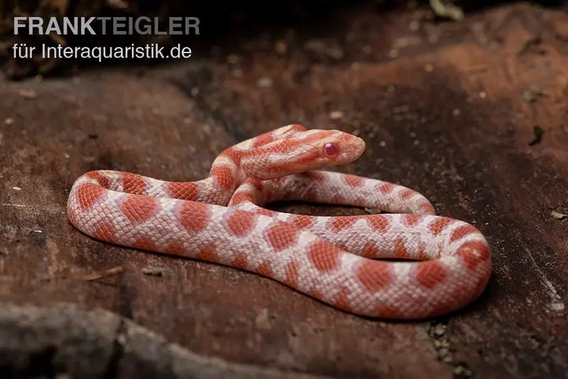 Serpent des blés, Pantherophis guttatus REVERSE OKEETEE