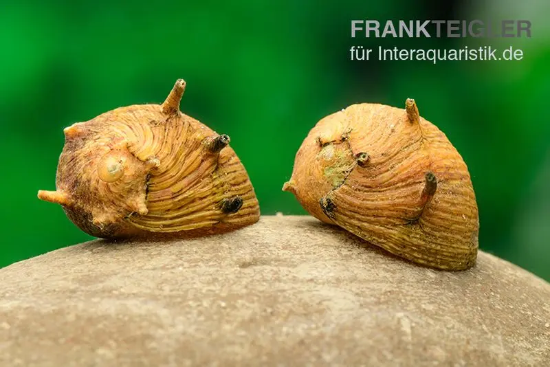 Escargot cornu jaune Clithon sp. jaune