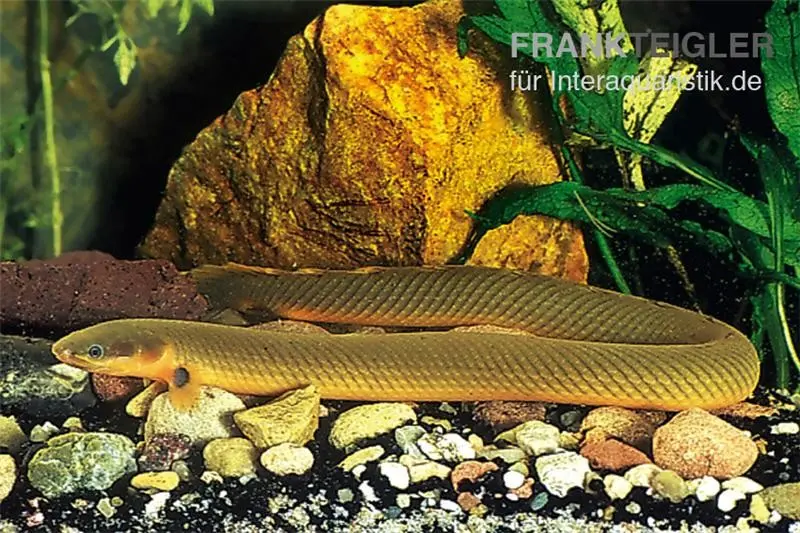 Anguille à nageoires, Erpetoichthys calabaricus, 18-20 cm