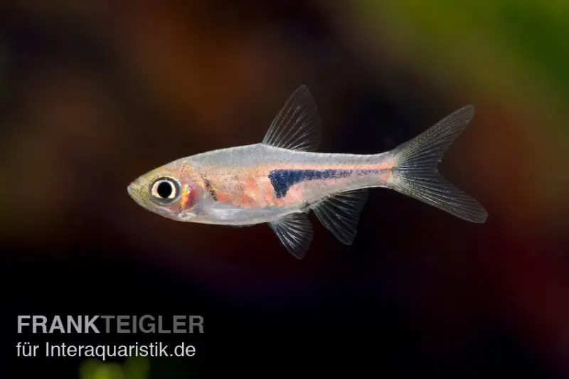Rasbora d’Espe, Rasbora espei (mini-poisson)