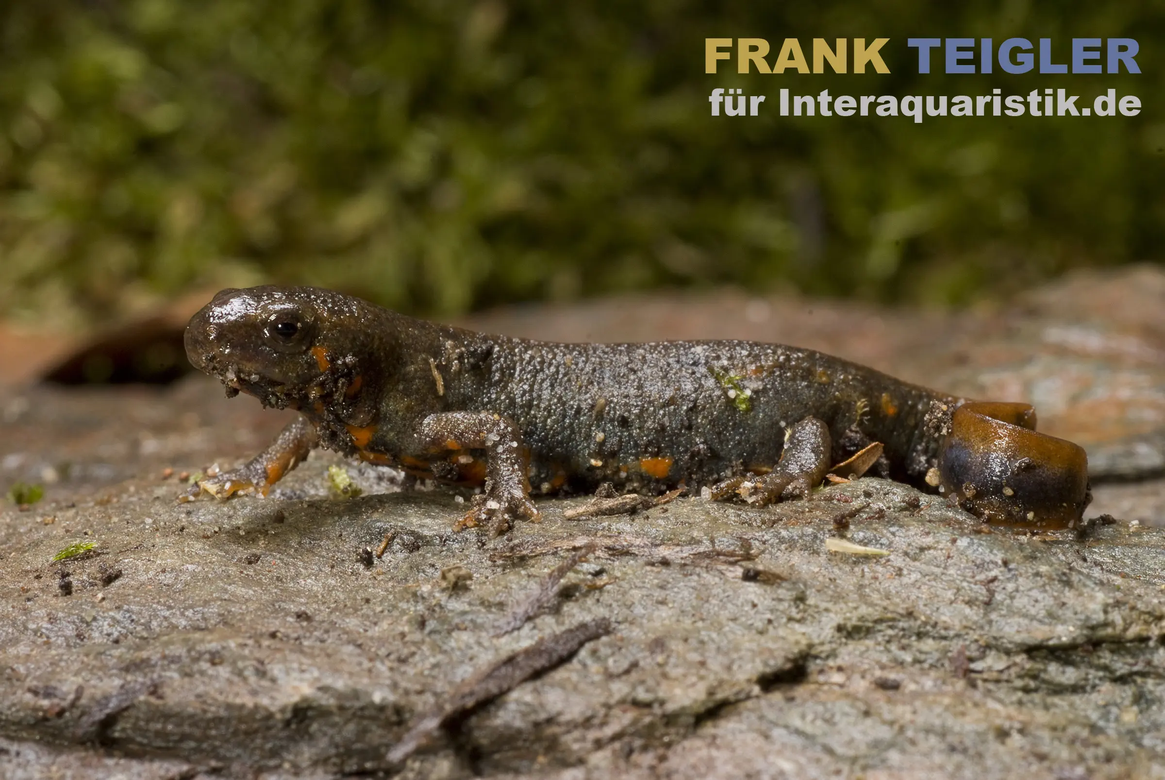 Triton à ventre de feu du Guizhou, Cynops cyanurus