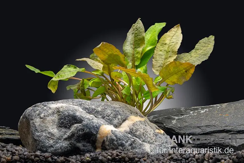 Cryptocoryne rose, Cryptocoryne wendtii « Fancy Pink », en pot
