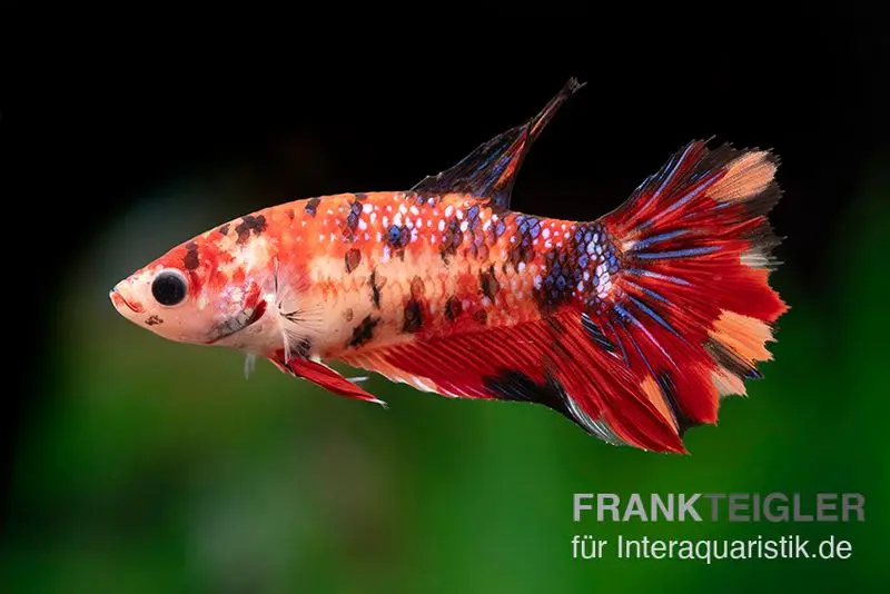 Combattant Halfmoon Koi femelle, Betta Halfmoon Koi Fancy, NZ 