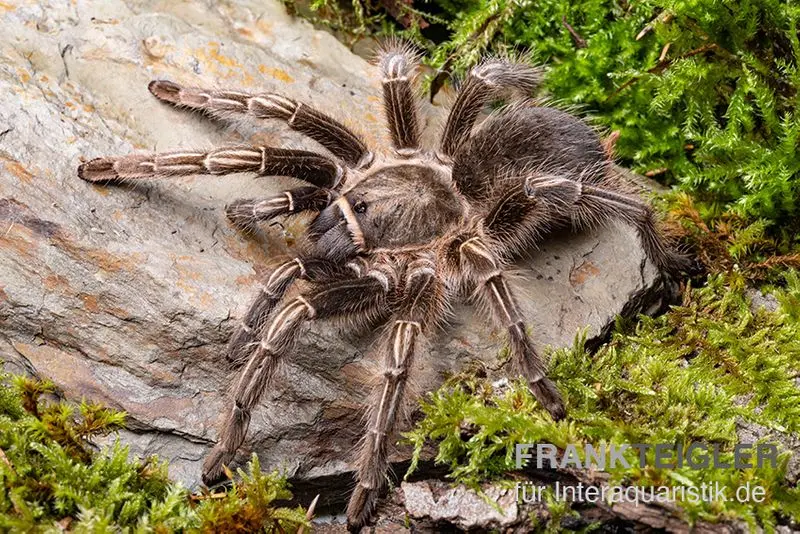 Mygale guatémaltèque rayée, Aphonopelma seemanni