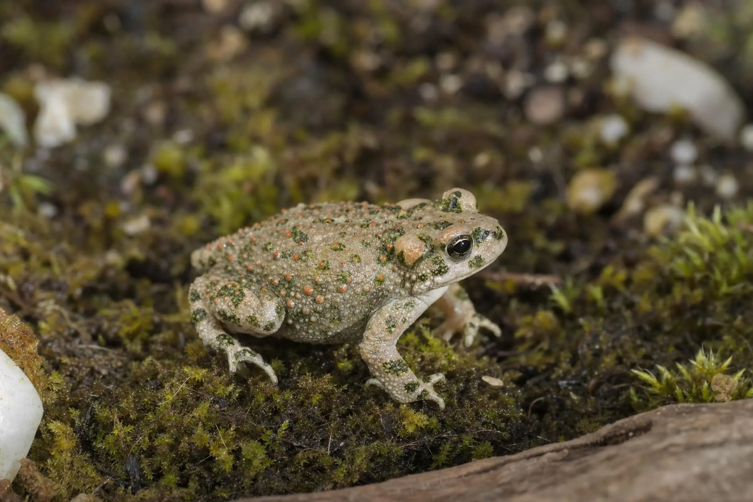 Crapaud de Brongersma, Bufo brongersmai