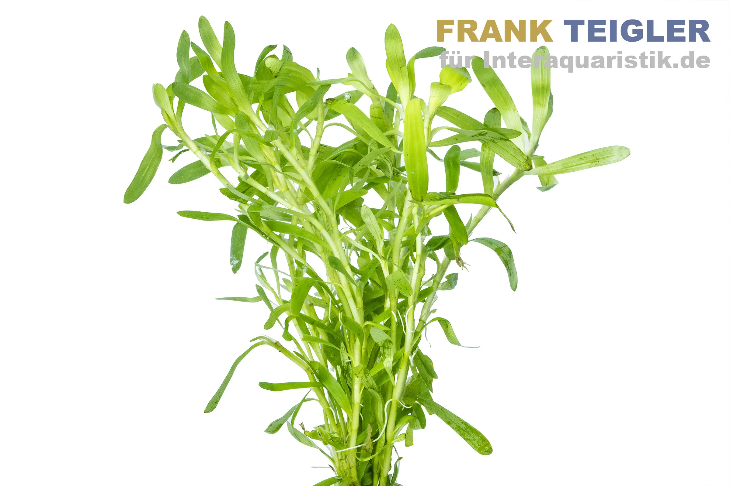 Hétéranthère à feuilles de zostère, Heteranthera zosterifolia, botte