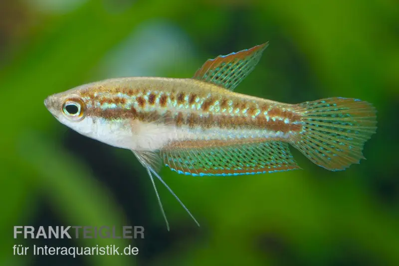 Gourami grogneur nain, Trichopsis pumilus (mini-poisson)
