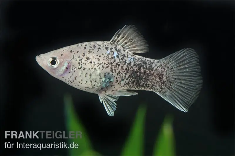Platy calico blanc, Xiphophorus maculatus