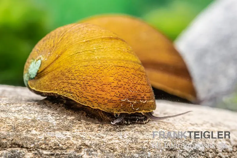 Escargot mangeur d’algues vert, Neritina pulligera var. green
