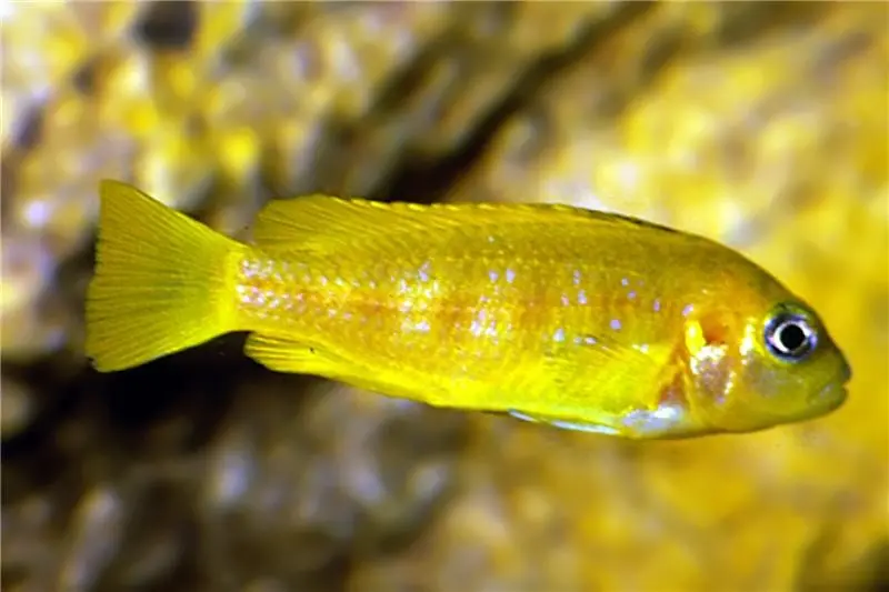 Zébri-mbuna de Saulosi, Pseudotropheus saulosi, 4-5 cm