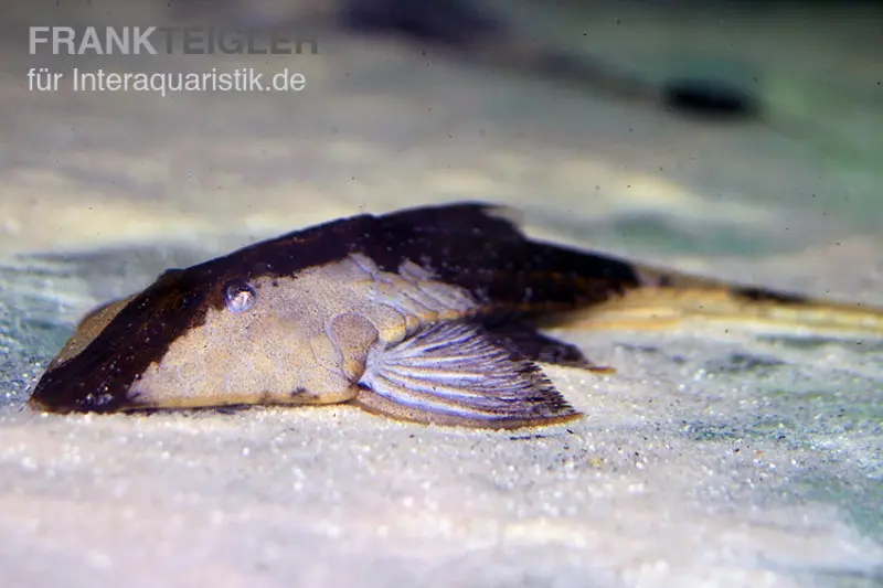Pléco cuirassé plie-chaméléon, Pseudohemiodon apithanos