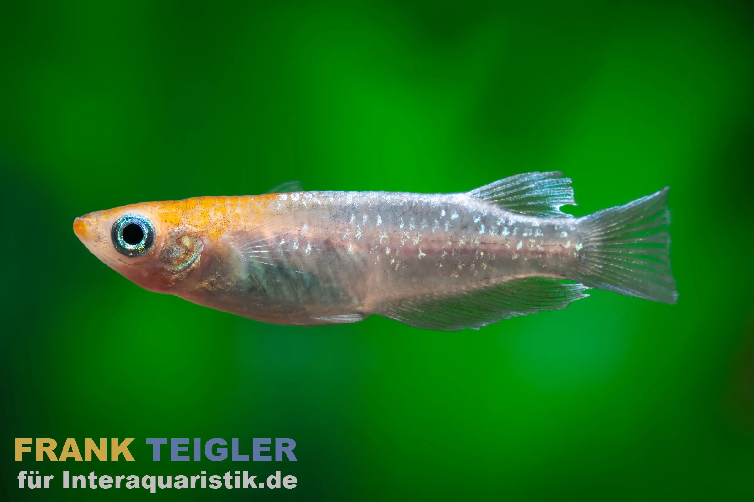 Medaka Poussière d’étoiles rouge, Oryzias latipes Stardust Red