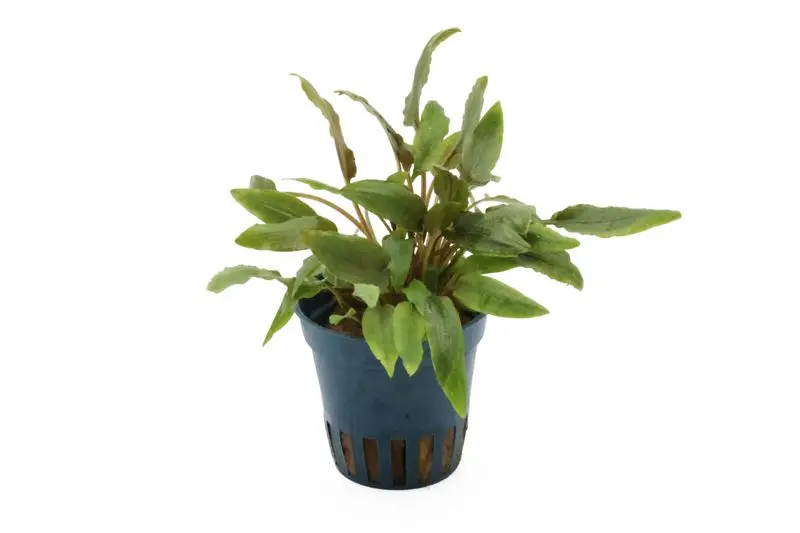Cryptocoryne compacte, Cryptocoryne wendtii « Kompakt », en pot