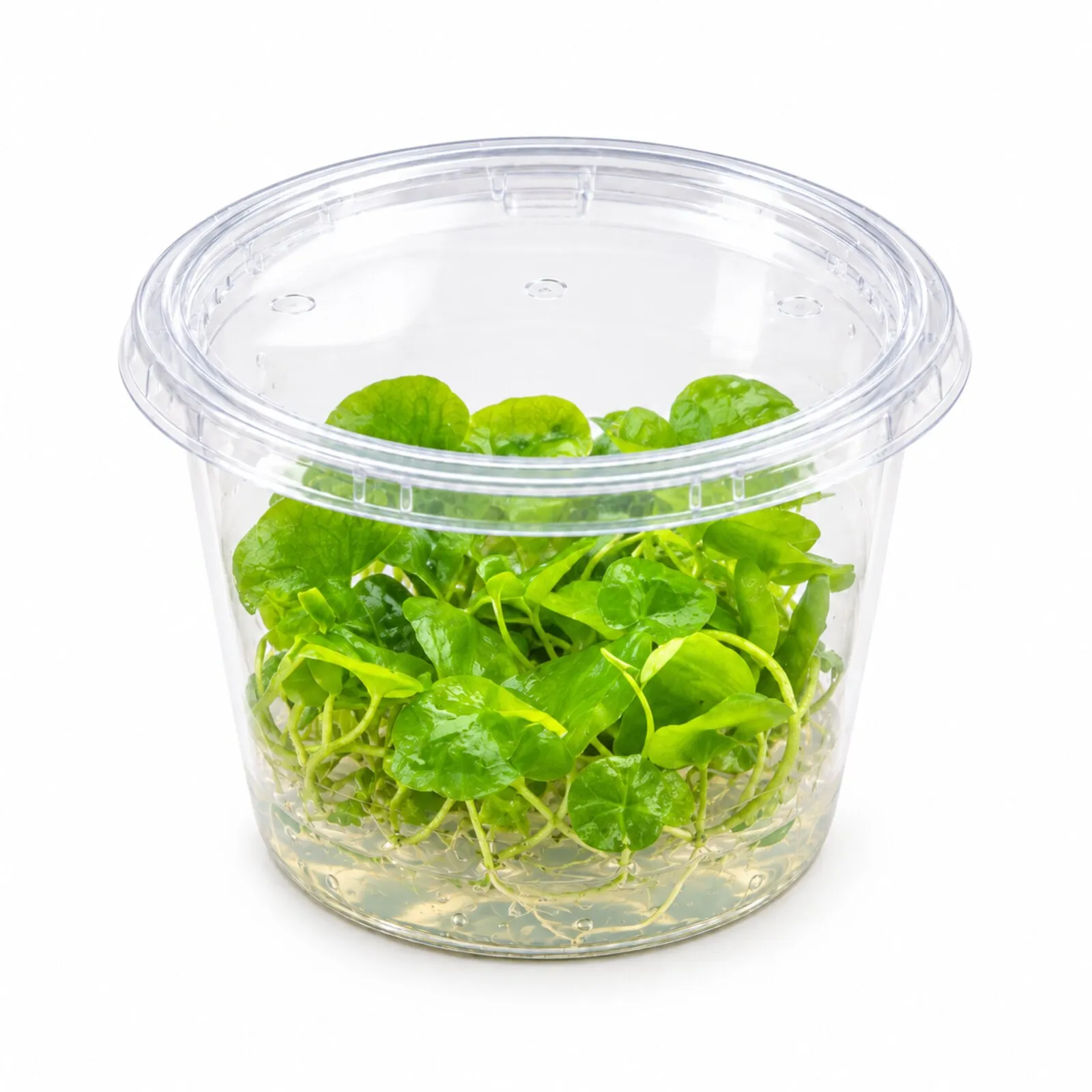 Flipper-Lotus, Nymphoides sp. « Taiwan », In Vitro